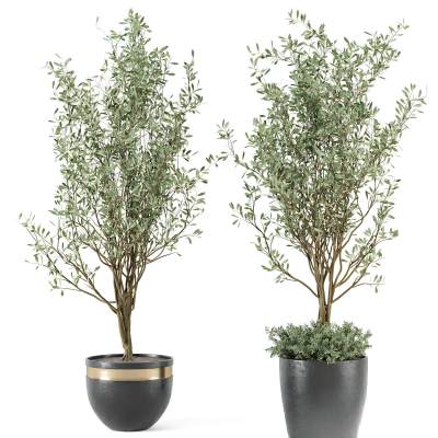现代植物盆栽-23